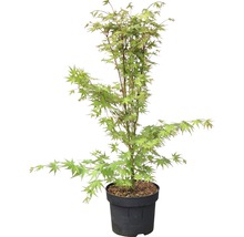 Japanse esdoorn in pot