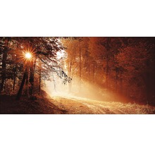 PURE LIVING Aluminium schilderij Autumn Forest II 200x100 cm