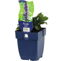 Kruipend zenegroen in pot