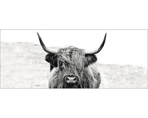 PURE LIVING Schilderij glas Scottish Highland Cattle II 30x80 cm