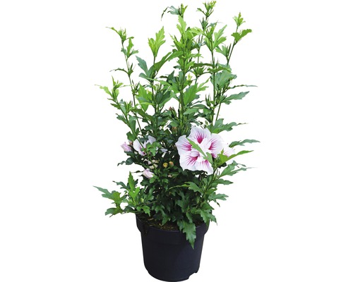 Hibiscus in pot met bladeren en bloemen