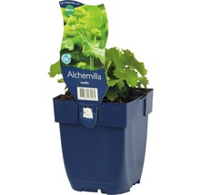 FLORASELF Vrouwenmantel Alchemilla mollis Ø 11 cm