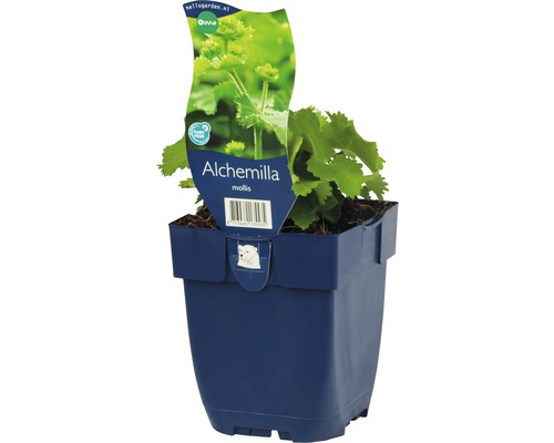 Vrouwenmantel in pot