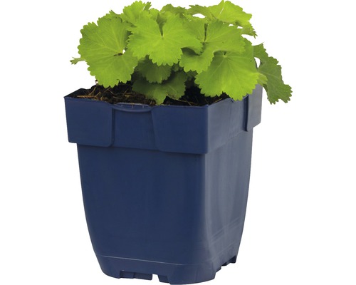 Vrouwenmantel in een pot