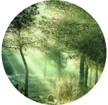Bosscène met bomen en zonnestralen