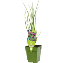 Bieslook in pot