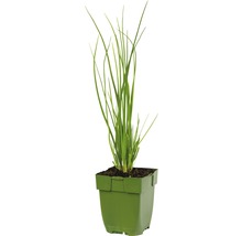 Bieslook in een pot