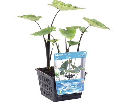 Colocasia ''Tea Cup'' plant in pot