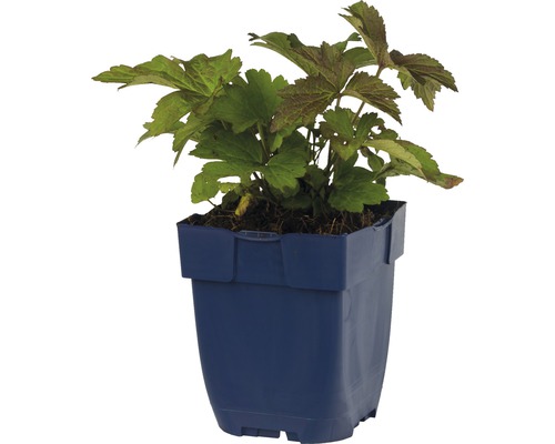 Plant in een pot