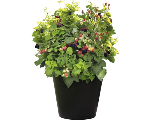 Bramenplant in pot met rijpe en onrijpe bessen