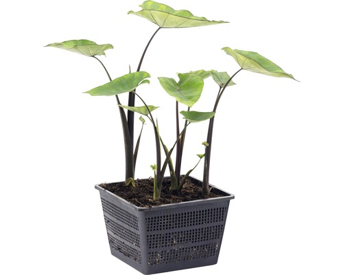 Alocasia in pot