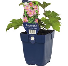 Herfstanemoon September Charm in pot