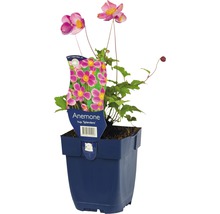 Japanse anemoon in pot