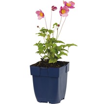 Japanse anemoon in pot