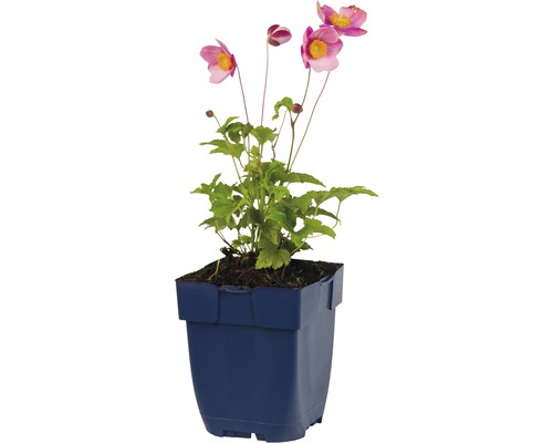 Japanse anemoon in pot