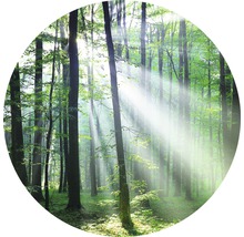 Licht bos met zonnestralen
