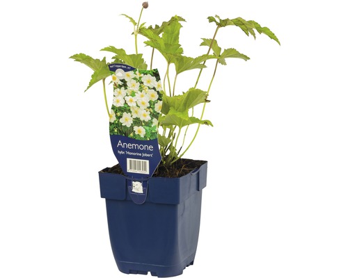 Herfstanemoon ''Honorine Jobert'' in pot