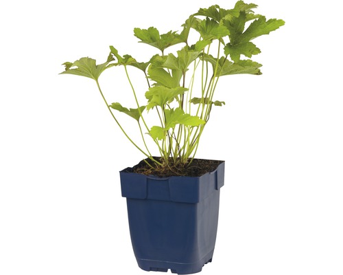 Schuimbloem in een plantenbak