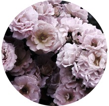 Close-up van veel rozenbloesems