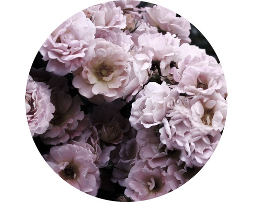 Close-up van veel rozenbloesems