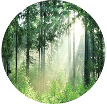 Zonnig bos met hoge bomen en weelderig groen