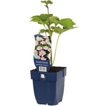Anemoon ''Koningin Charlotte'' in een pot