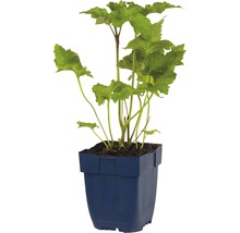 Tuinplant in pot