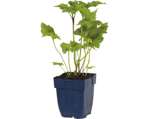 Tuinplant in pot