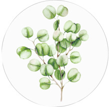 Illustratie van een eucalyptus tak
