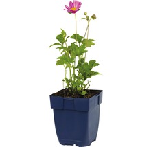 Herfstanemoon in pot