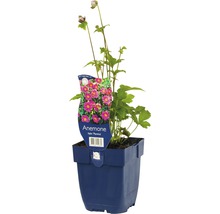 Anemoon in pot met plantenlabel