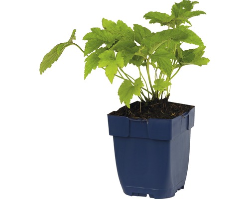 Aalbes plant in pot