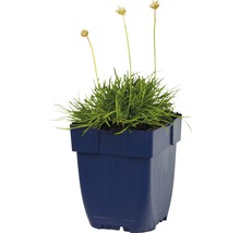 Grasanjer in pot