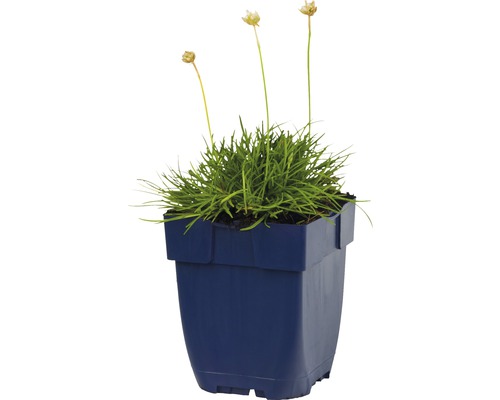 Grasanjer in pot