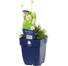 Grasanjer Alba in pot