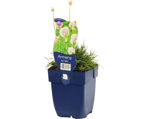Grasanjer Alba in pot