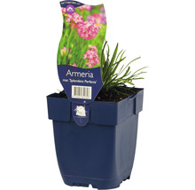 Armeria maritima Splendens Perfecta in pot