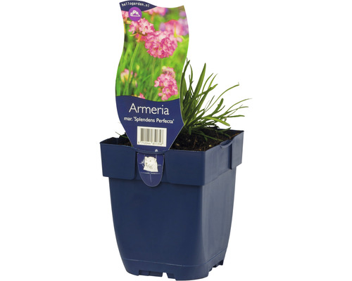 Armeria maritima Splendens Perfecta in pot