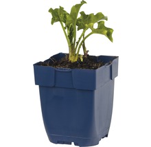 Rabarberplant in blauwe plantenbak