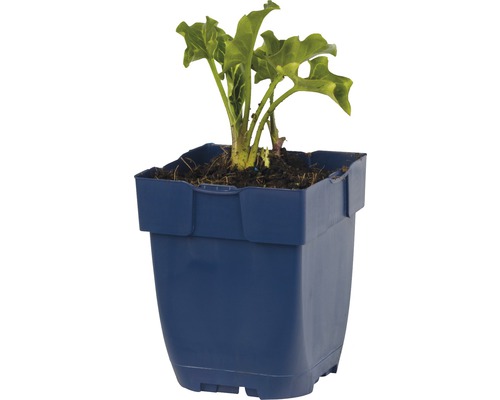 Rabarberplant in blauwe plantenbak