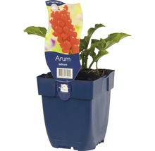 Italiaanse aronskelk in pot