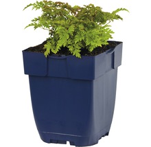 Japanse esdoornplant in pot
