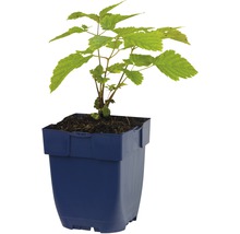 Frambozenplant in een plantenpot