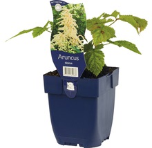 Aruncus dioicus plant in pot