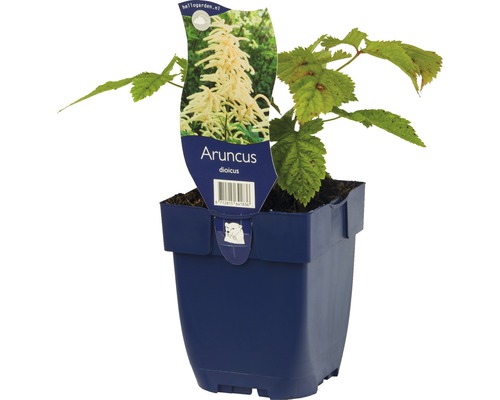 Aruncus dioicus plant in pot