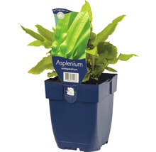 Kamerplant Asplenium scolopendrium in pot
