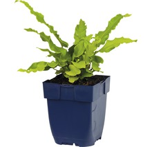 Golfvaren in een pot