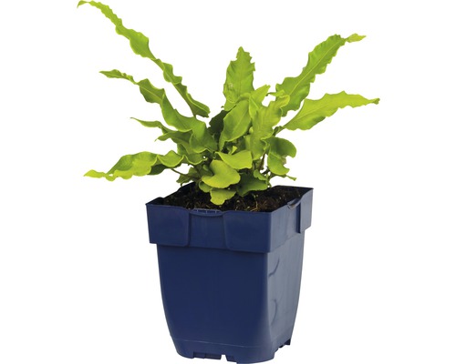 Golfvaren in een pot