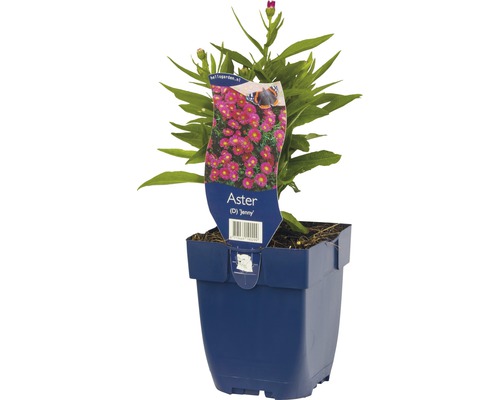 Aster Jenny in een pot