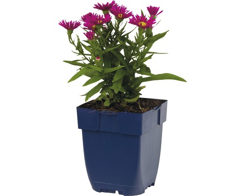 Aster in een pot
